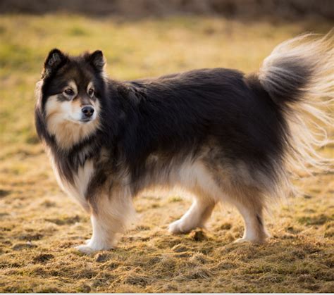 finnish lapphund gucci|finnish lapphund for sale.